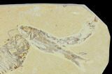 Bargain, Fossil Fish Plate - Wyoming #138622-1